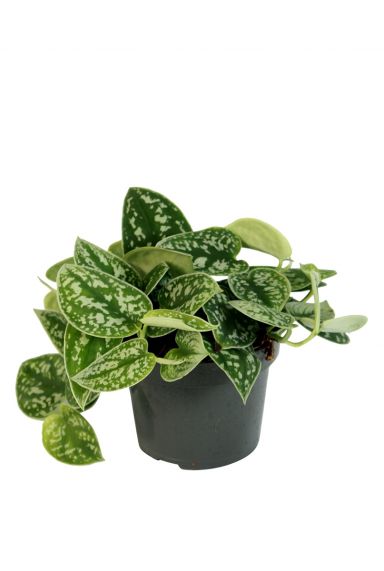 Scindapsus pictus Hängepflanze 1
