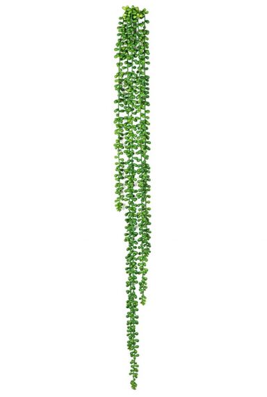 Senecio rowleyanus erwtenplantje