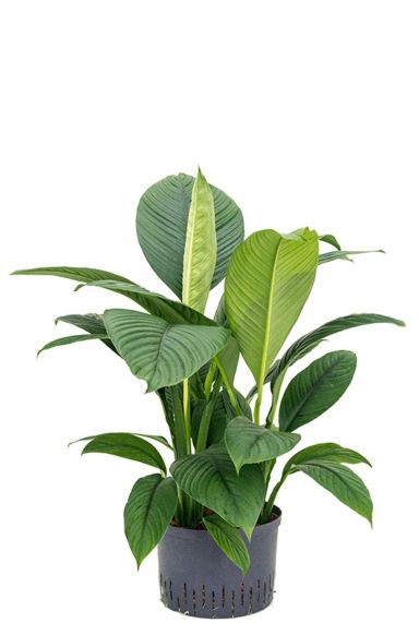 Spathiphyllum sensation hydrokulturpflanze