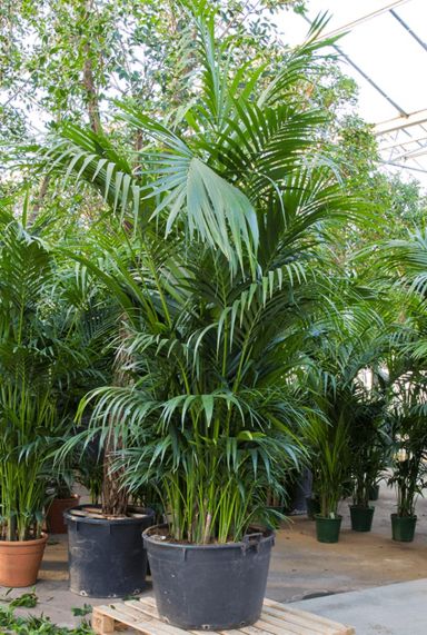 Grote kentia palm plant 2