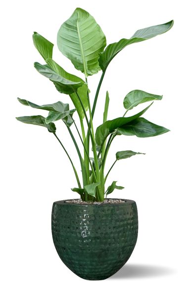 Strelitzia in blauwe pot