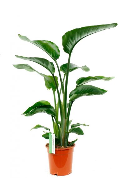 Strelitzia nicolai zimmerpflanze