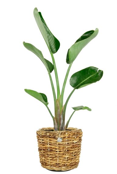 Strelitzia pflanze im korb
