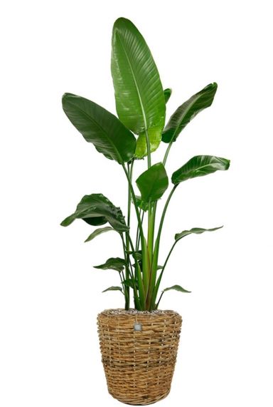 Strelitzia-Pflanze im Korb 1