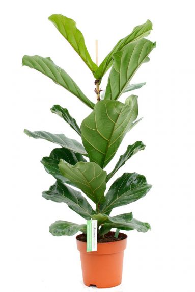 Welche Kriterien es vor dem Kauf die Ficus zimmerpflanze zu beurteilen gibt!