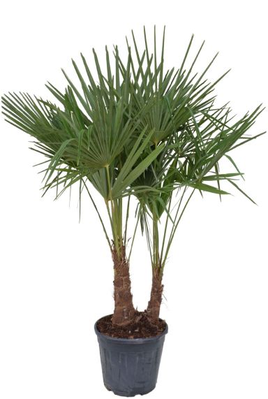 Trachycarpus fortunei palm 4