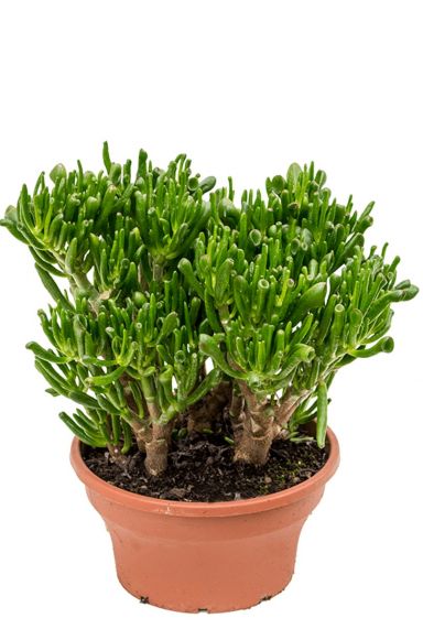 Crassula Hobbitafra zimmerpflanze