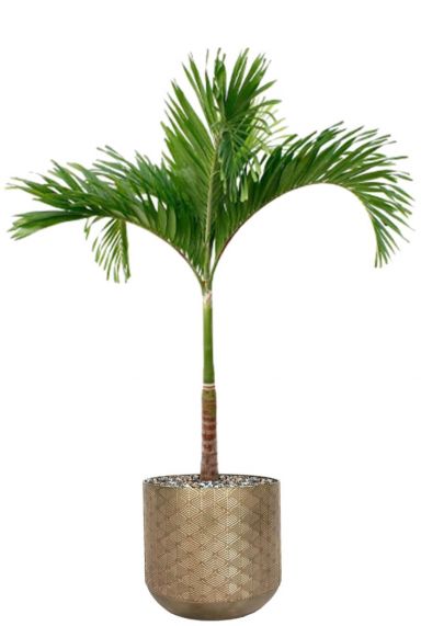 Veitchia palm in plantenpot