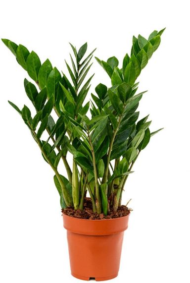 Zamioculcas zamiifolia zimmerpflanze