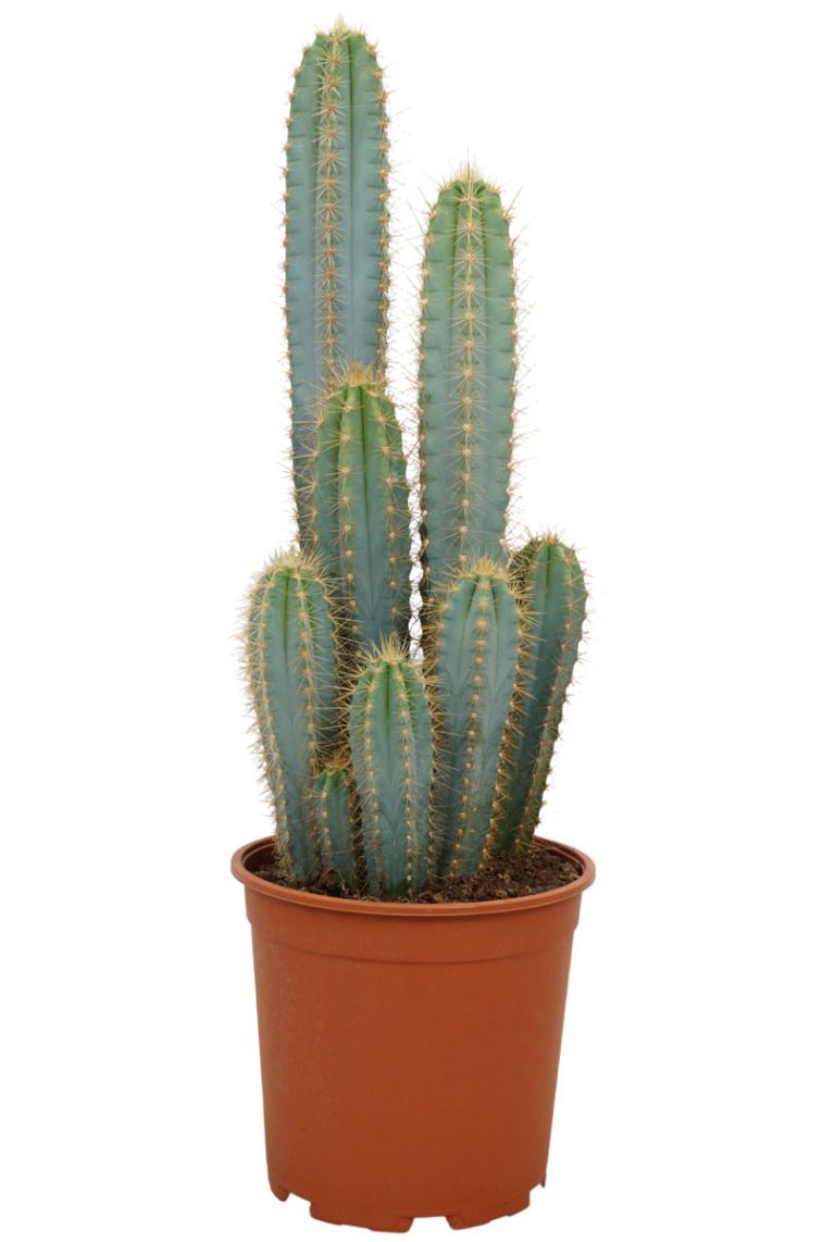 mittelgrosse Pflanze im 8,5cm Topf Pilosocereus azureus 