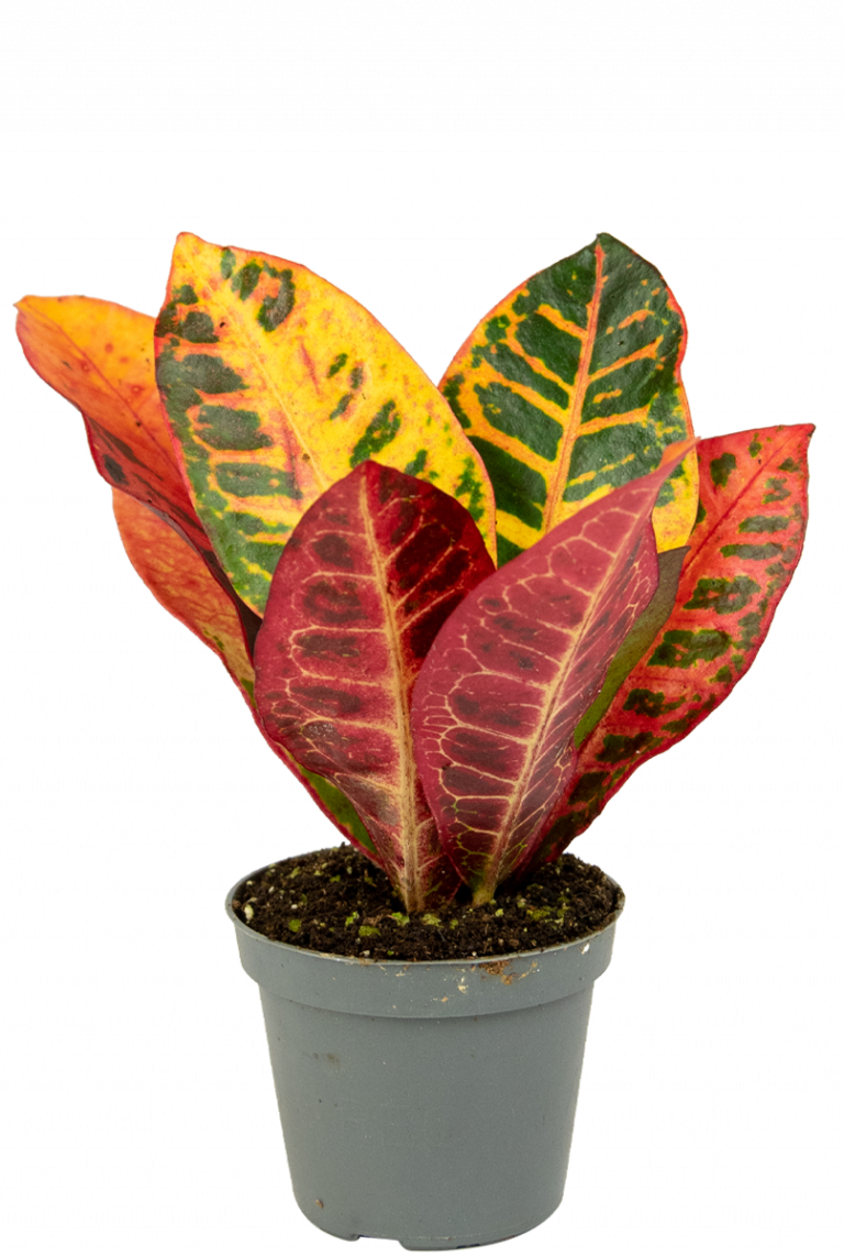 Croton Petra Stecklinge 12cm kaufen? 123zimmerpflanzen