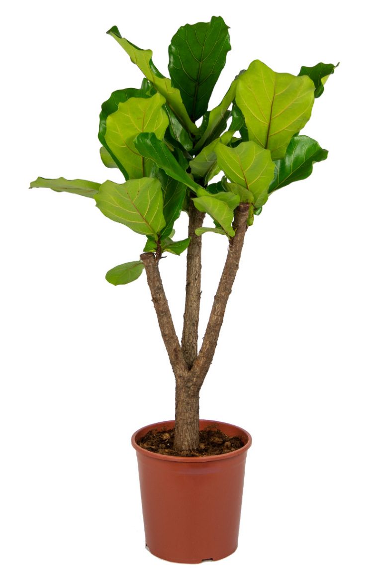 BALDUR-Garten FikusBambina 1 Pflanze Geigenfeige Ficus lyrata Zimmerpflanze