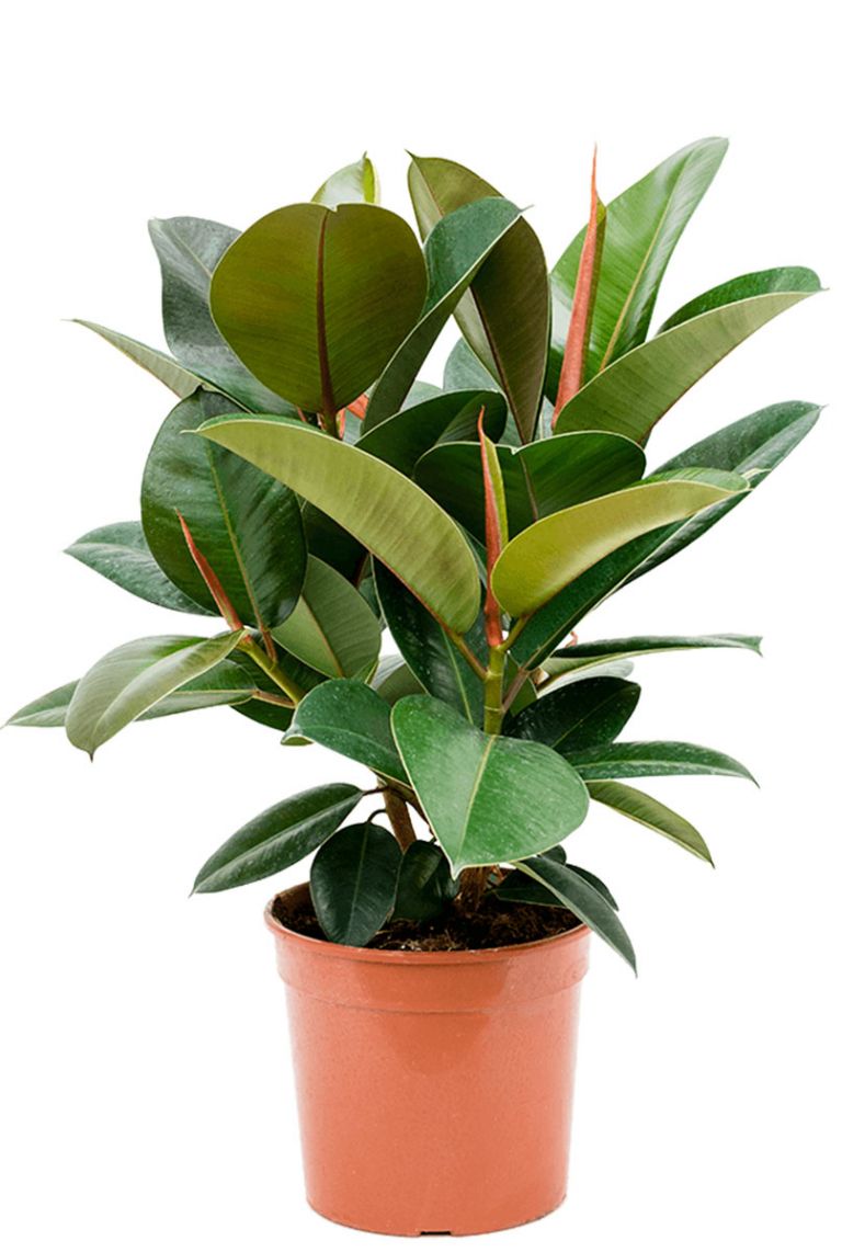 ficus elastica 'robusta' | gummibaum 60cm kaufen? - 123zimmerpflanzen