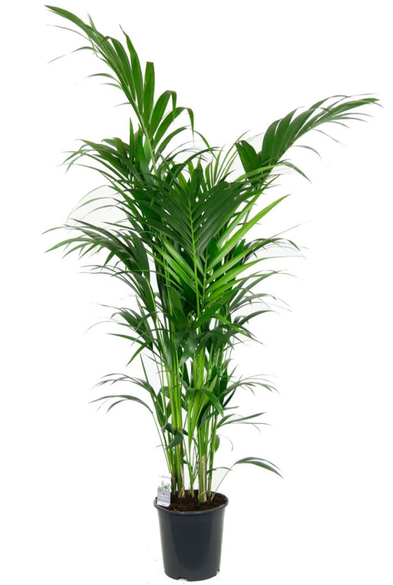 Howea Forsteriana Paradies-Palme Kentia-Palme Zimmerpflanze für Wohnraum oder Büro Höhe ca 95 cm 