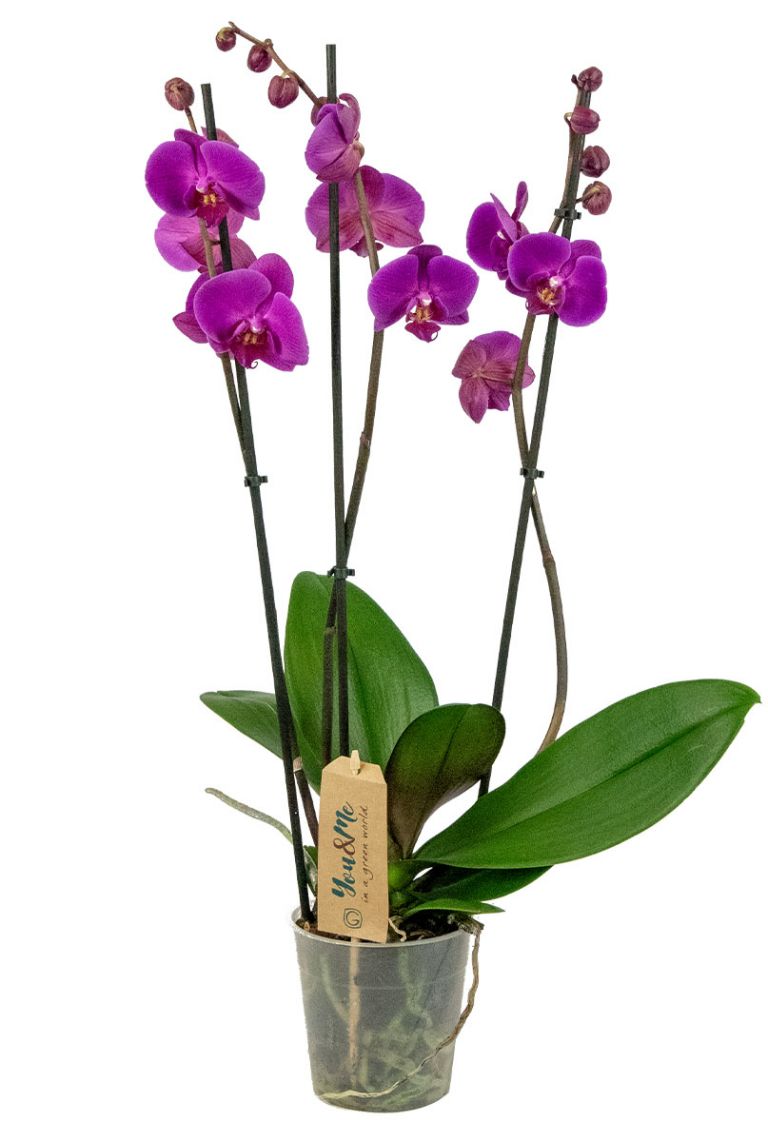 24 x Orchidee Phalaenopsis Seidenblume Kunstblume L 32 cm lila violett 182126 F1 