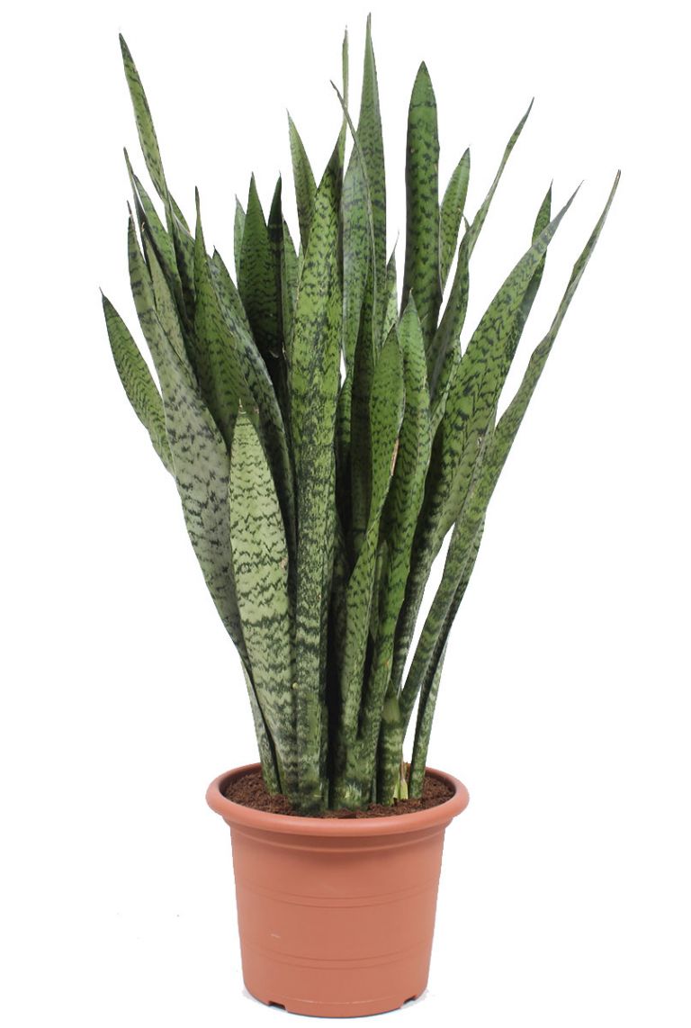 Zimmerpflanze Bogenhanf Höhe: 30 cm BOTANICLY Sanseveria Straight 
