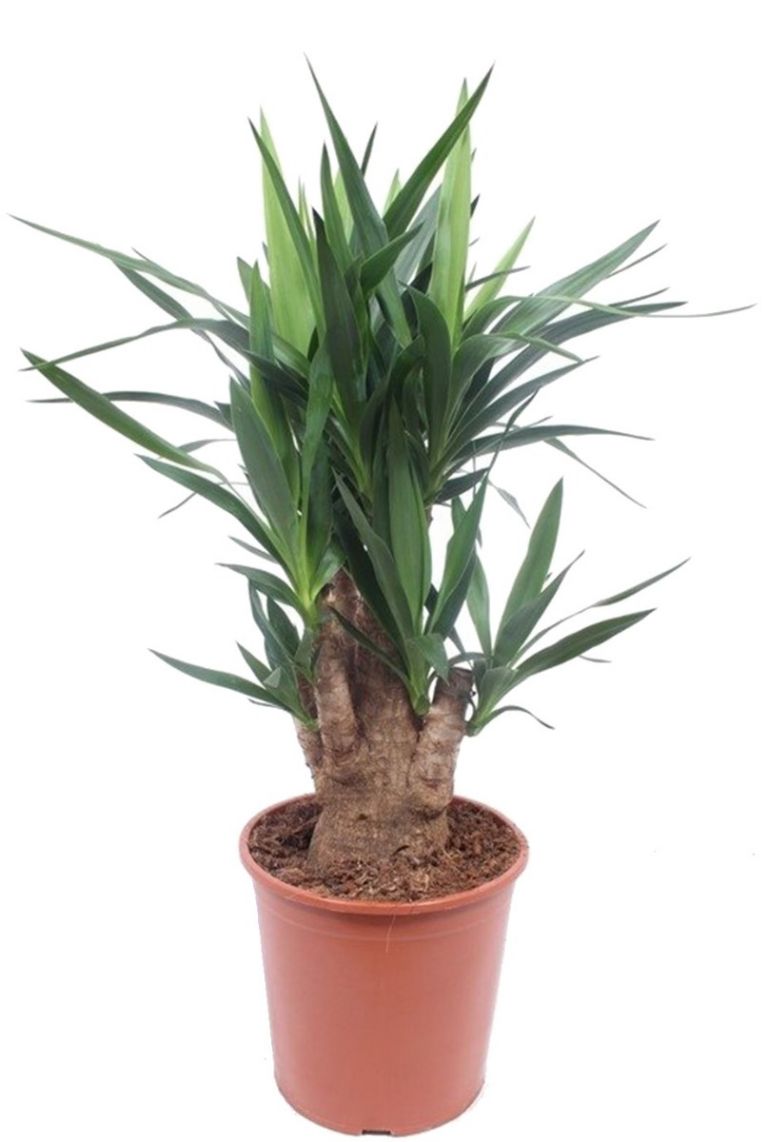 Palmlilie verschiedene Größen Yucca Whipplei 30-40cm Topf Ø14cm 