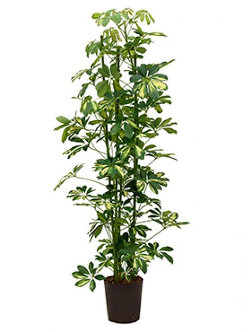 Schefflera gold capella hydrokulturpflanze