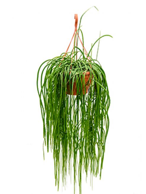 Lepismium bolivianum hängepflanze