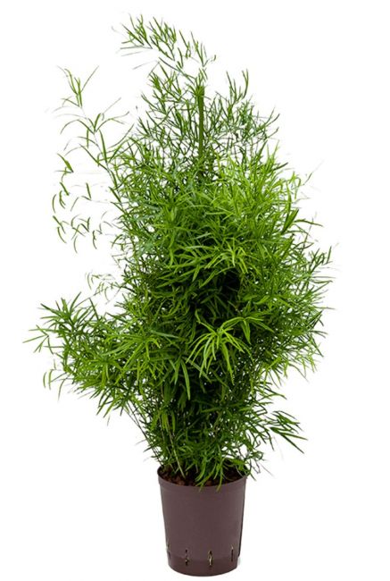 Asparagus falcatus hydrokulturpflanze
