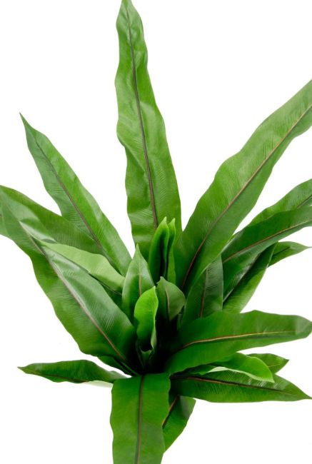 Asplenium fern kunstplant groen