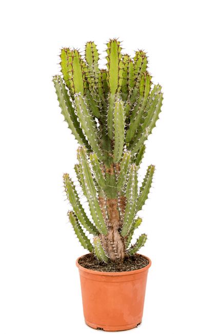 Cactus euphorbia zoutpansbergensis