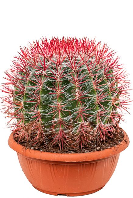 Cactus ferocactus