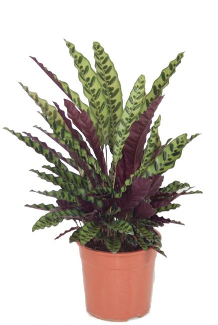 Calathea lancifolia pauwenplant
