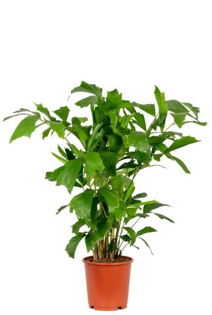 Caryota mitis pflanze 1