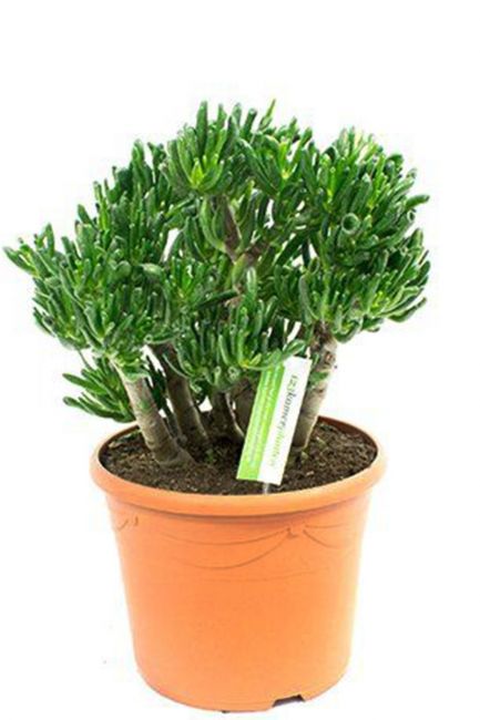 Crassula-horntree-zimmerpflanze