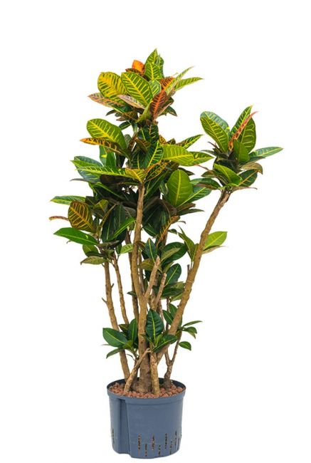 Croton petra kamerplant