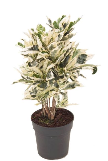 Croton variegatum tamara