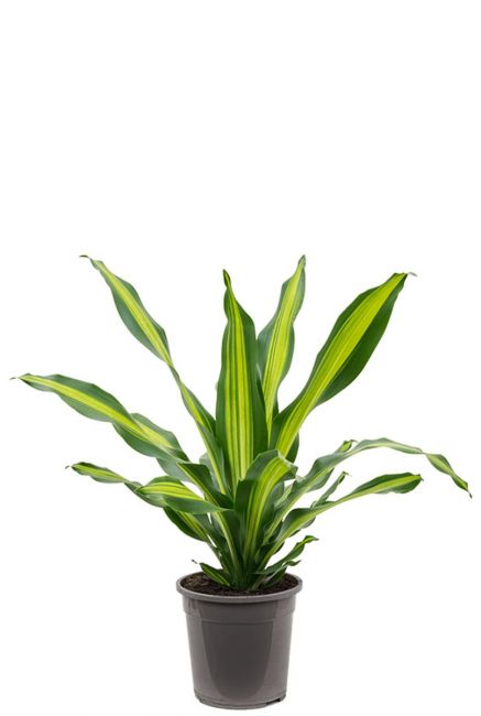 Dracaena burley zimmerpflanze