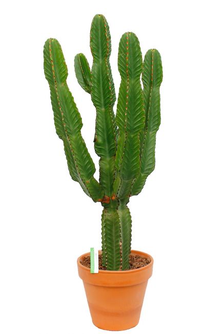 Euphorbia ingens cactus 4