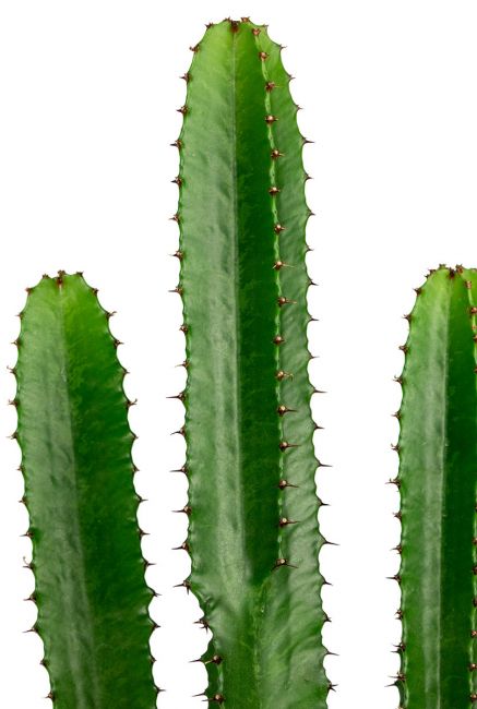 Euphorbia kaktus