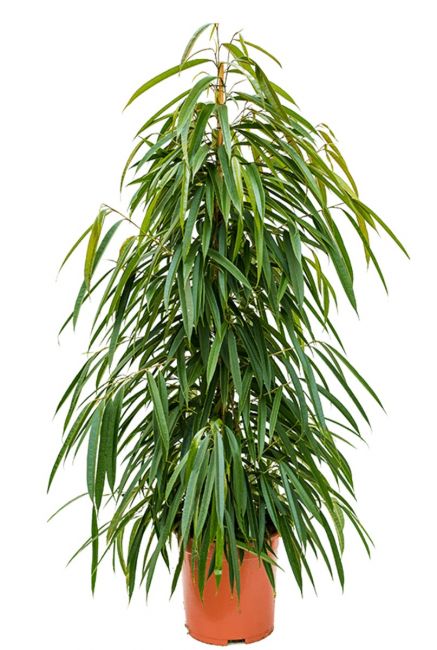 Ficus alii zimmerpflanze