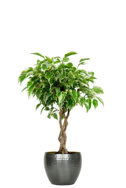 Ficus baum im topf
