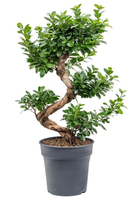 Ficus microcarpa compacta 1