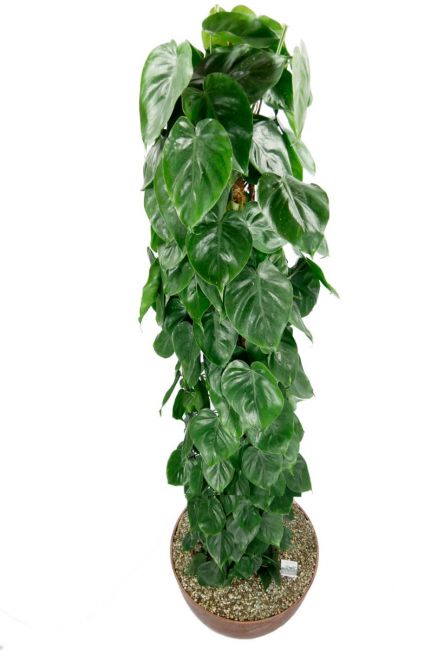 Grote kamerplant philodendron scandens