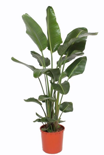 Grote strelitzia plant 2