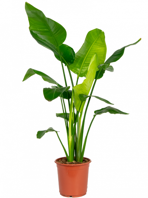 Kantoorplant-strelitzia-middelgroot