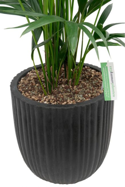 Kentia kamerplant in zwarte plantenbak 1