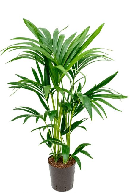 Kentia palme hydrokulturpflanze