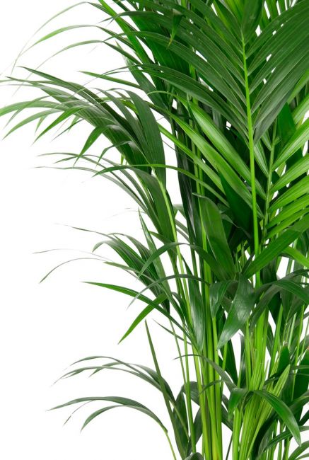 Kentia palm bladeren 1 5