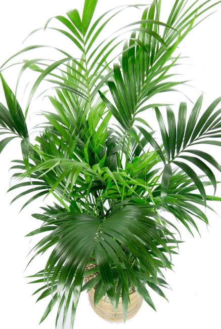 Kentia palm groene kamerplant
