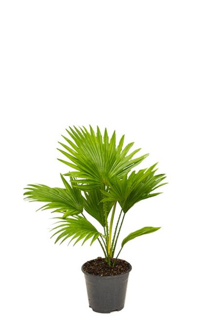 Kleine livistonia rotundifolia palme