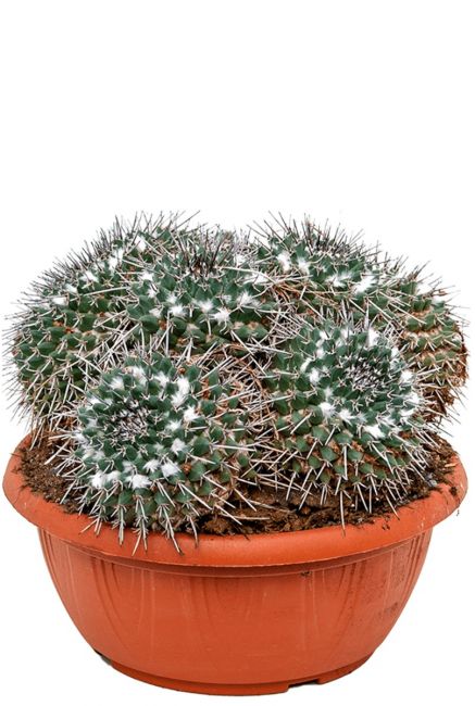 Mammillaria compressa kaktus