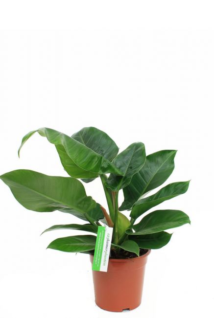 Philodendron Imperial Green zimmerpflanze