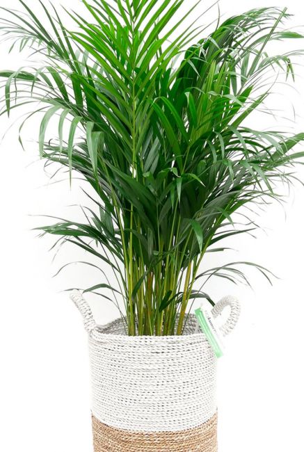 Palm kamerplant in pot