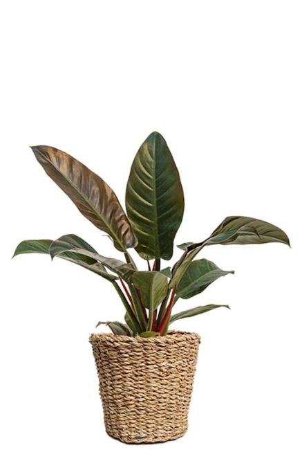 Philodendron im korb